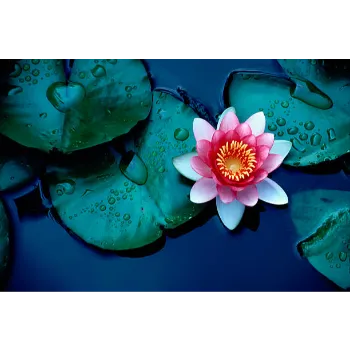   Natural Lotus Plant